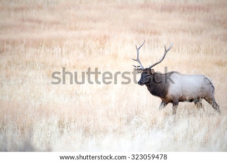 Bull elk chasing away another competing bull elk