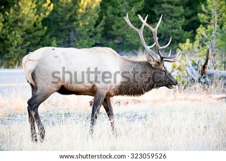 A large bull elk; full body profile view