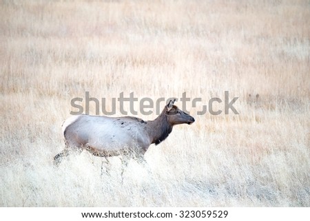Elk cow moving through a field toward the herd