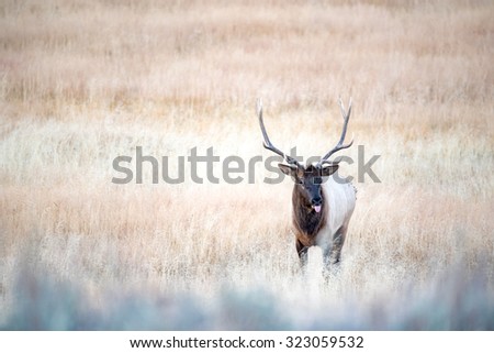 Large bull elk in a field; facing front; scenting; tongue sticking out