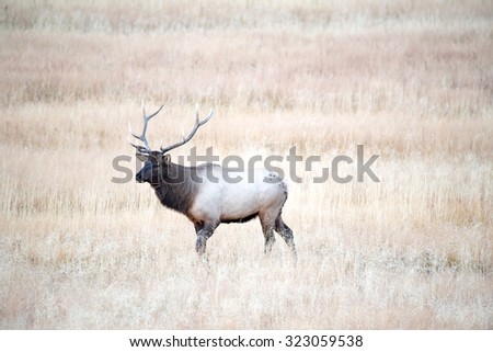 Bull elk chasing away another competing bull elk