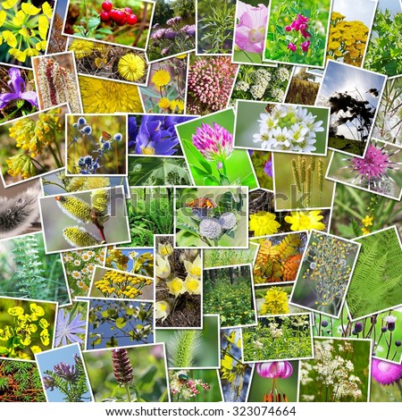 Wild medicinal plants of Siberia. A collage of photos