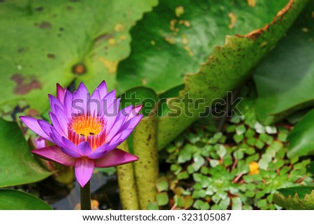 Purple Lotus flower