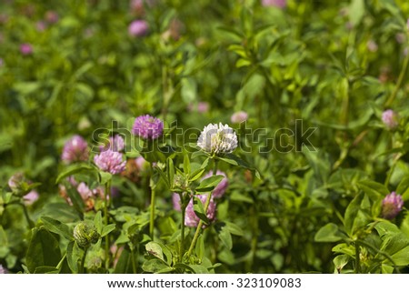   photograph which shows a flowering clover. Close-up.