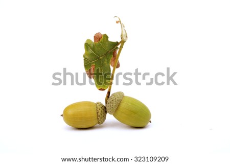 Picture of an acorn on a white background . autumn theme