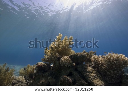 A Natural light shot of a coral reef with sunrays in the background.