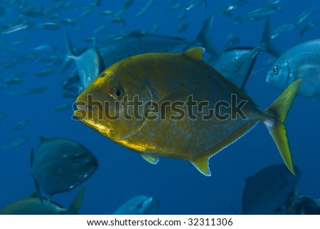 Yellow-dotted trevally (Carangoides fulvoguttatus) shown here still with it's juvenile colouring.