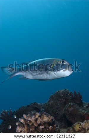 A side view of a Bigeye emperor (Monotaxis grandoculis).