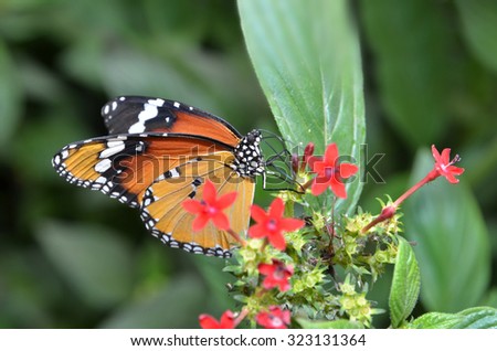 Butterfly, Plain Tiger, Danaus chrysippus