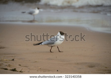 Seagull on the sea. Beautiful bird wildlife close. Surf the waves. Coast of the ocean. 