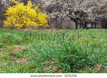 Spring grass on blossom park background