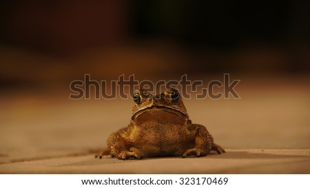 Toad frog close up picture front of the animal in a dark environment showing the eyes nose and mouth of the creature and the front arms sitting up and being alert high resolution and halloween picture