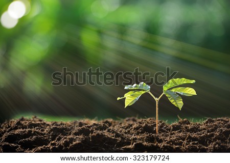Young plant in the morning light on nature background Royalty-Free Stock Photo #323179724
