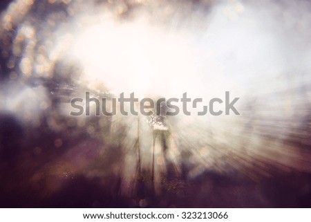 blurred abstract photo of light burst among trees and glitter bokeh lights. filtered image and textured. 