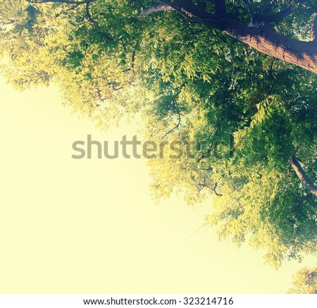 light burst among tree. vintage filtered image 