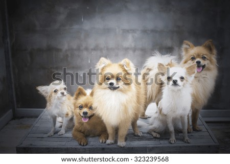 dog family,there are three brown Pomeranian dogs ,mother sister brother.Two friends Chihuahua.