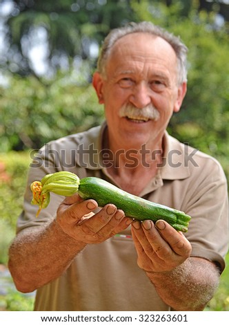Farmer holding fresh zucchini from crop field.