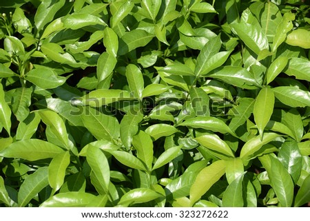 Features images of leaves For a background