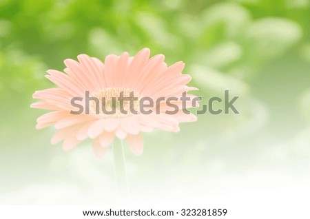Bouquet of orange roses soft blur background in vintage pastel tones