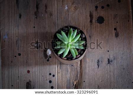 little cactus and wooden floor