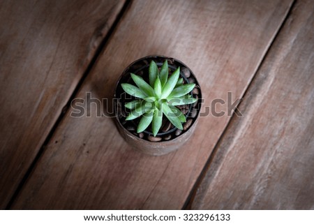 little cactus on the wooden floor
