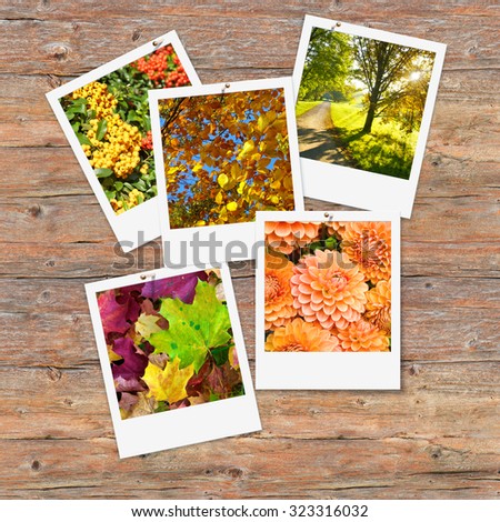 Set of five instant pictures with autumnal motifs on wooden wall; Autumn impressions