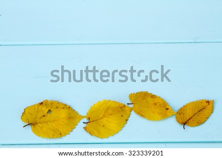 four yellow birch autumn leaf in a row on a wooden turquoise background
