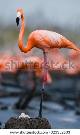 Caribbean flamingo on a nest with chicks. Cuba. An excellent illustration.