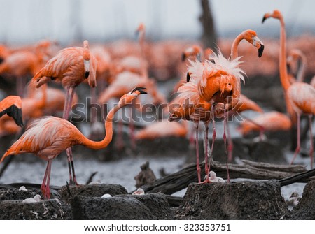 The largest colony of the Caribbean flamingo. Cuba. An excellent illustration.