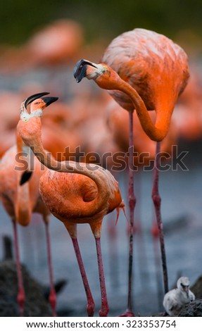 Game two adults of the Caribbean flamingo. Cuba. An excellent illustration.