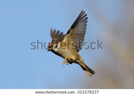 Flying Eurasian Tree Sparrow (Passer montanus) in autumn. Moscow region, Russia Royalty-Free Stock Photo #323378237