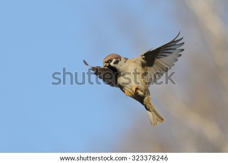 Flying Eurasian Tree Sparrow (Passer montanus) in autumn. Moscow region, Russia Royalty-Free Stock Photo #323378246