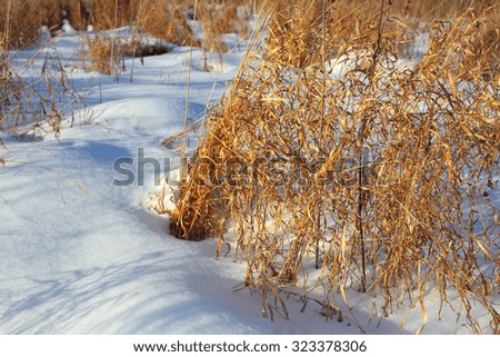 Herbs in winter field dry grass white snow