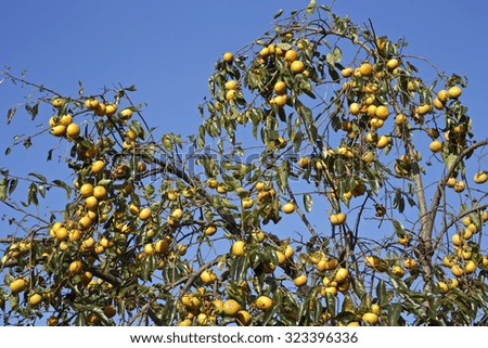 Japanese persimmon tree with fruits