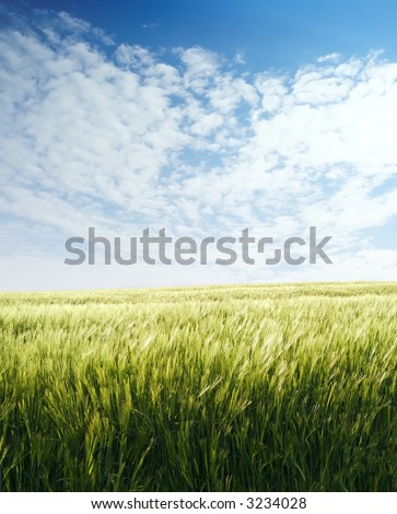 Barley field over blue sky in evening 2