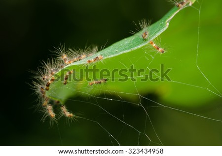 Larval caterpillars
