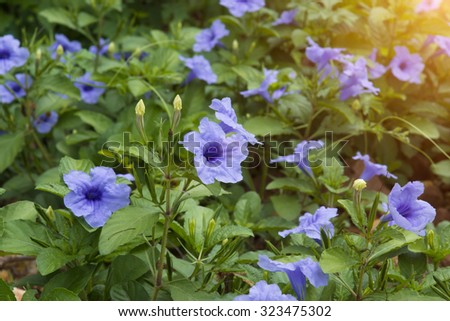 Purple flowers bloom in the morning. (Ruellia tuberosa Linn. Waterkanon, Watrakanu, Minnieroot, Iron root, Feverroot, Popping pod)