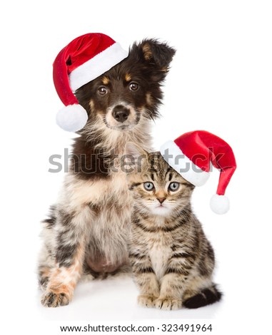 dog and Scottish kitten with red christmas hats looking at camera. isolated on white background
