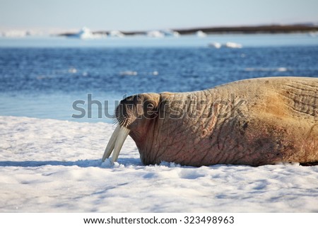 Walrus cow on ice floe