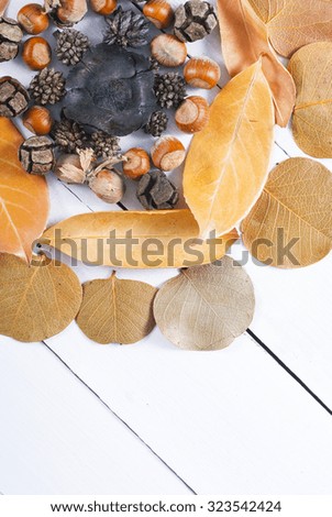 autumn dried plants and hazel nuts on white wooden