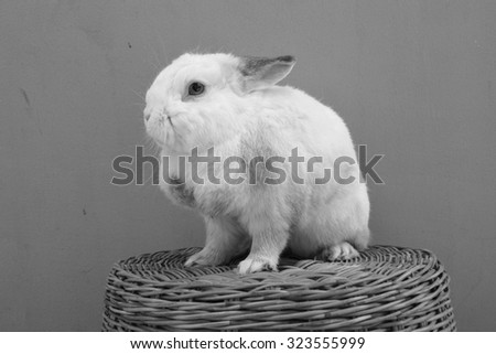 rabbit on the basket (black and white photo)
