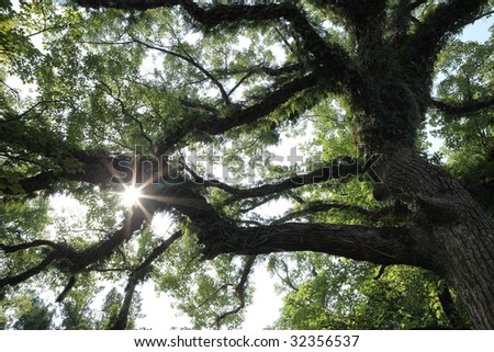 spot light of camphor tree