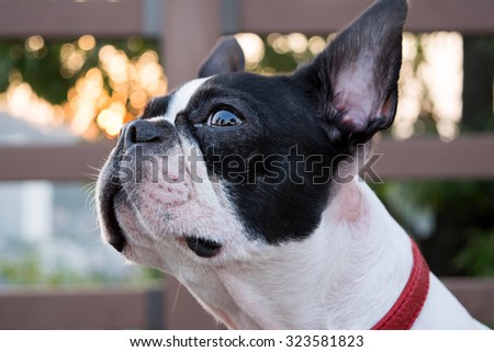 Boston Terrier portrait. White dog with black spot.