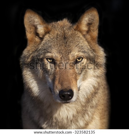 Eye to eye portrait with grey wolf female on black background. Square image. Beautiful and dangerous beast of the forest.