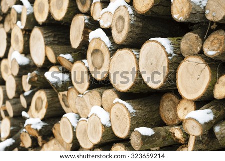 firewood stack in a forest at winter