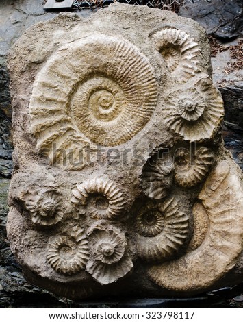 ammonites fossil Royalty-Free Stock Photo #323798117