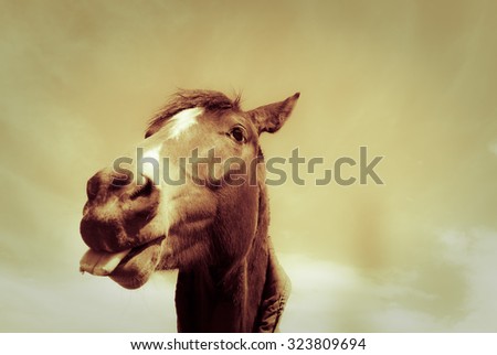 golden toned funny image of a brown horse poking its tongue out 