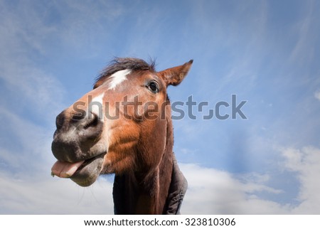 funny image of a brown horse poking its tongue out against a blue sky with wispy clouds 