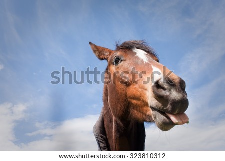 funny image of a brown horse poking its tongue out against a blue sky with wispy clouds 