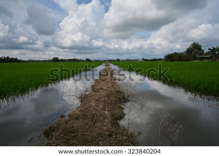 The sky reflections at paddy field. Nature composition